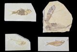 Lot: Green River Fossil Fish - Pieces #84143-1
